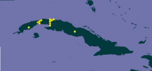 Lucifuga dentatadentata loc .png