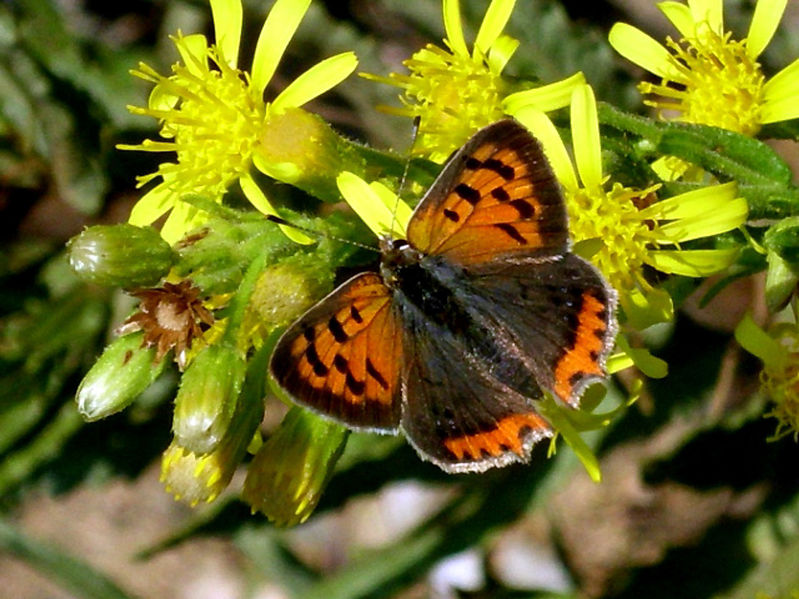 Archivo:Manto bicolor.jpg