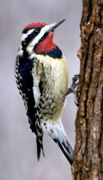 Archivo:Sphyrapicus varius.jpg