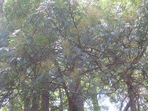 Acacia elata.jpg
