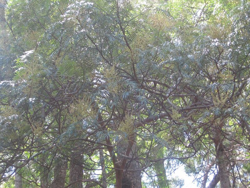 Archivo:Acacia elata.jpg