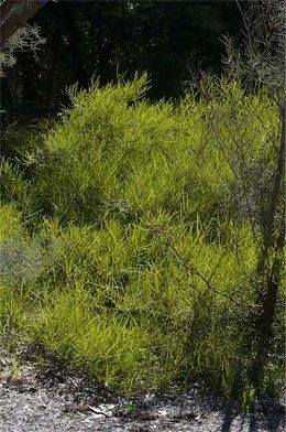 Acacia granitica.jpg