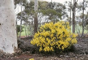 Acacia lineolata.jpg
