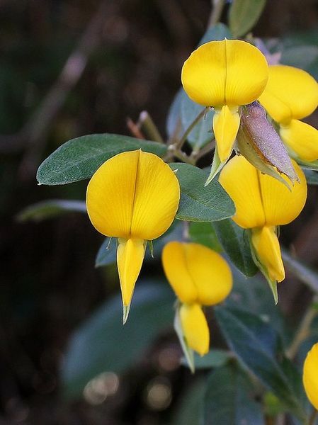 Archivo:Crotalaria grandiflora 2.jpg