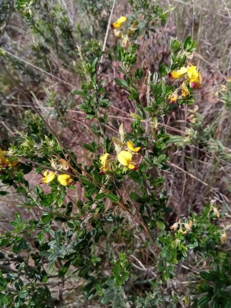 Archivo:Crotalaria ibityensis.jpeg
