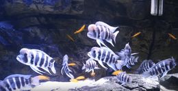 FRONTOSA-KIGOMA-min.jpg