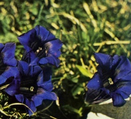 Getiana acaulis.JPG