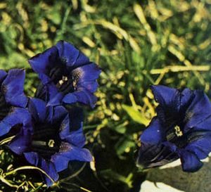 Getiana acaulis.JPG