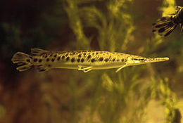 Lepisosteiformes.jpg