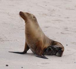 Lobo fino de las galápagos.jpg