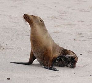 Lobo fino de las galápagos.jpg