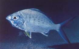 Mojarra blanca.jpg