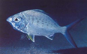 Mojarra blanca.jpg