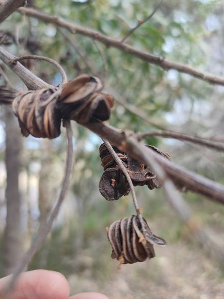 Archivo:Acacia cincinnata 2.jpg