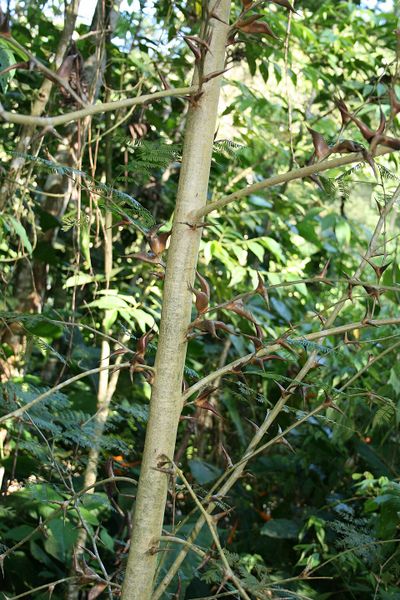 Archivo:Acacia collinsii 1.jpg