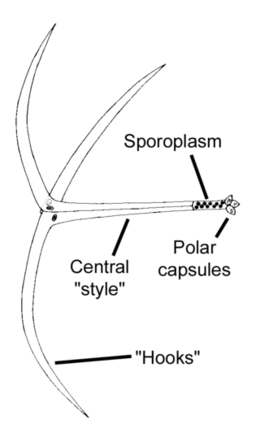 Actinomyxon.png