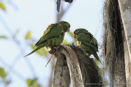 Arantinga-Finsch-CostaRica-6459.jpg