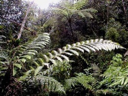 Cnemidaria horrida.JPG