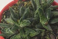 Gasteria little wartyrs.jpg
