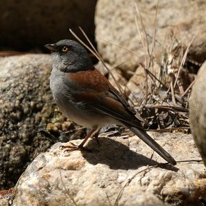 Junco phaeonotus Tucson AZ.jpg