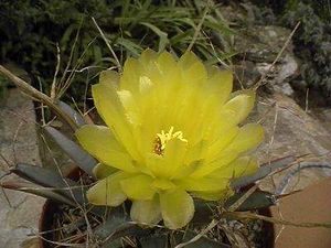 Leuchtenbergia.jpg