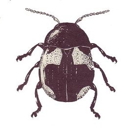 Leucocera garciai.jpg