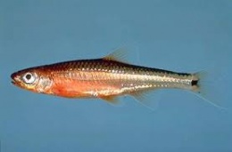 Notropis leuciodus.jpeg