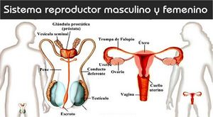 SISTEMA REPRODUCTOR.jpg