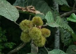 Sloanea curatellifolias.jpg