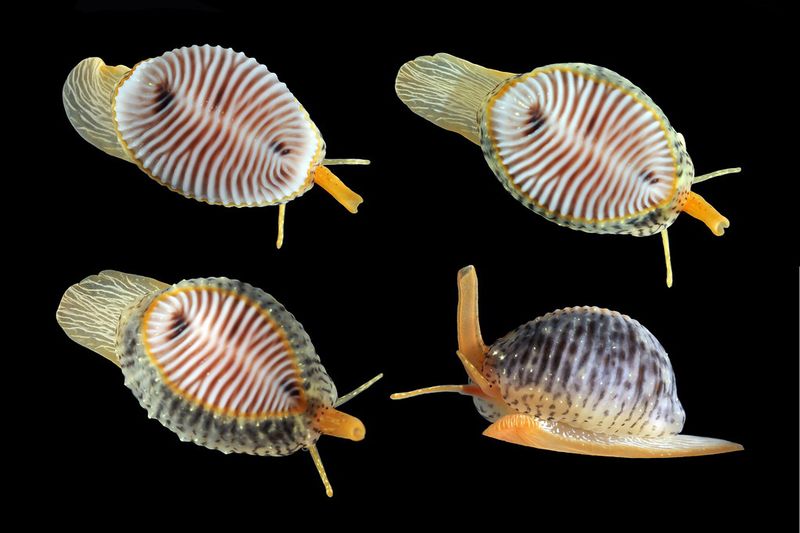 Archivo:Trivia monacha.jpg