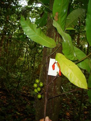 Unonopsis floribunda.jpeg