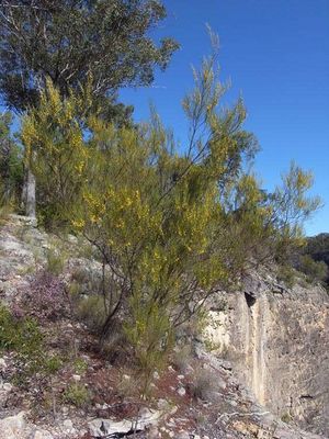 Acacia juncifolia.jpg