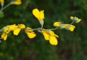 Baptisia tinctoria-7BCEF89DA4.jpg