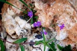Campanula creutzburgii.jpg