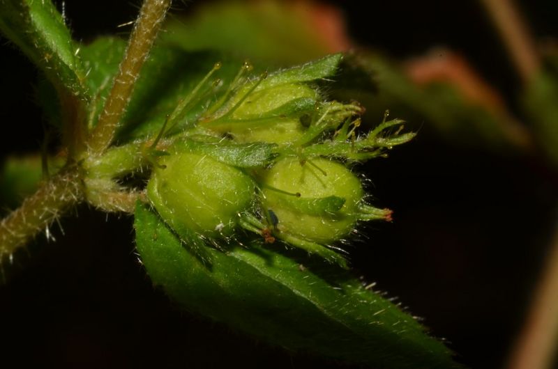 Archivo:Croton hirtus 3.jpg
