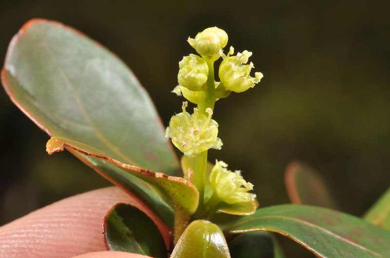 Archivo:Croton leiophyllus 1.jpg