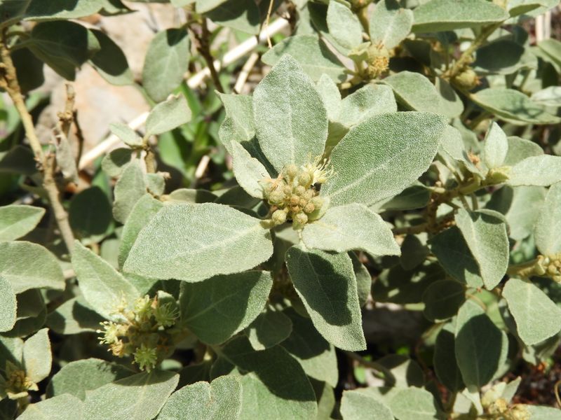 Archivo:Croton suaveolens 3.jpeg