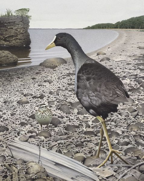 Archivo:Fulica Chathamensis.jpg