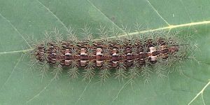 Lonomia-obliqua-reducida.jpg