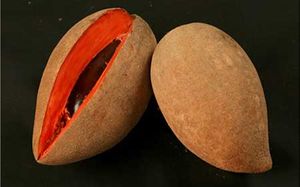 Mamey colorado.jpg