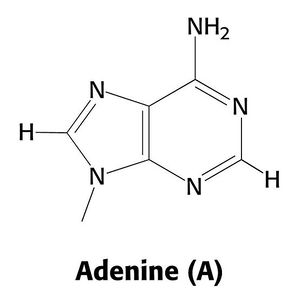 Adenina.JPG