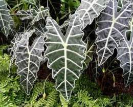 Alocasia (3).jpg