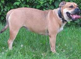 Dogo-Mallorquin.jpg