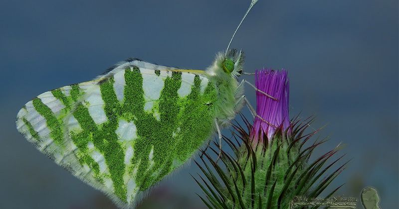 Archivo:EUO 1.jpg
