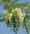 Falsa Acacia.jpg
