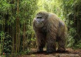 Gigantopithecus.jpg