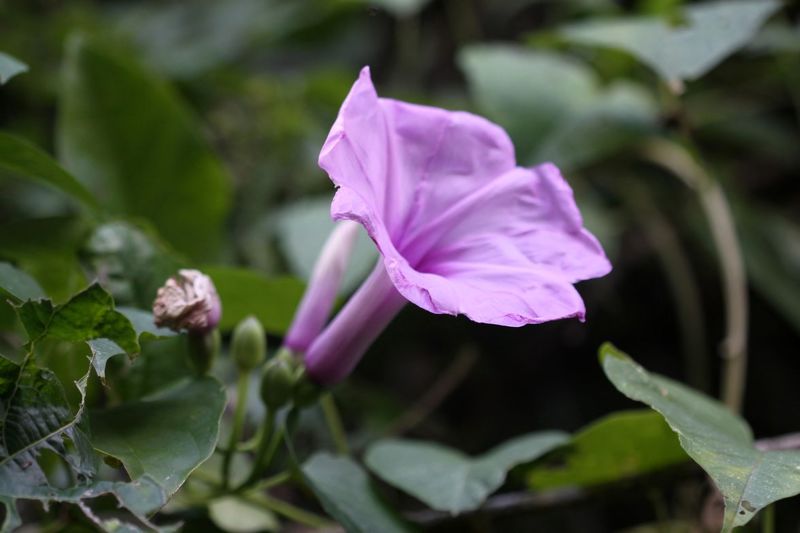 Archivo:Ipomoea.jpg