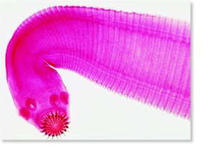 Taenia passiforme.jpeg