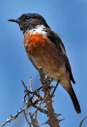 Tarabilla europea.jpg