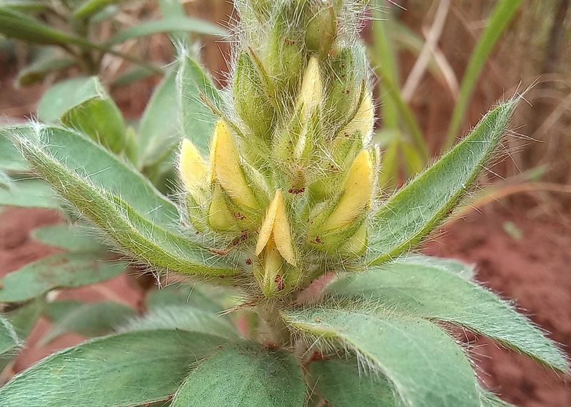Archivo:Crotalaria kipandensis.jpg